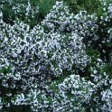 Prostanthera cuneata P19 (2)